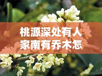 桃源深处有人家南有乔木怎么回溯：探索古代诗词的意境